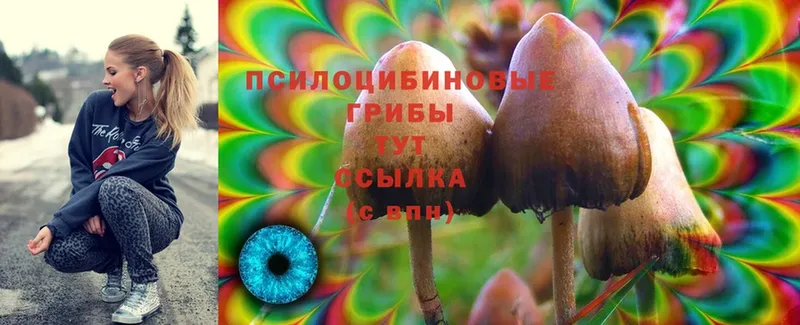 Псилоцибиновые грибы Psilocybe  наркошоп  Козловка 